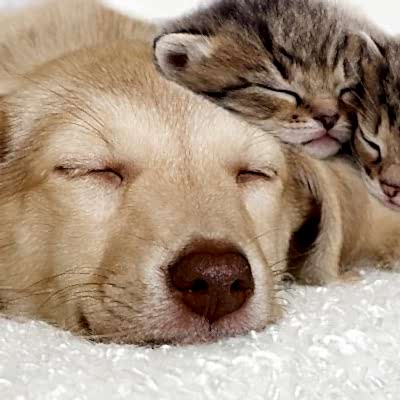 Кошка и собака могут дружить