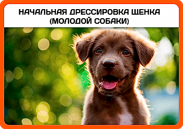 Начальная дрессировка щенка (молодой собаки)