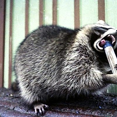 Мы работаем не только с собаками [ВИДЕО]