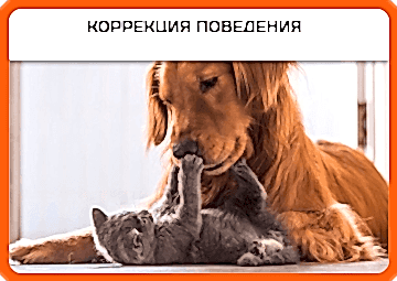 Коррекция поведения