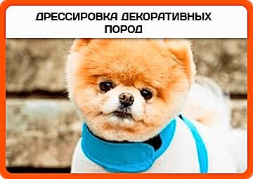 Дрессировка декоративных пород