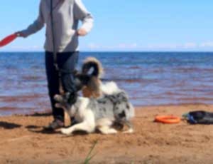 Летний лагерь 2017