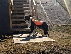 Тренировка поисково-спасательного отряда «Отклик»