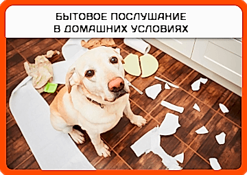 Бытовое послушание в домашних условиях