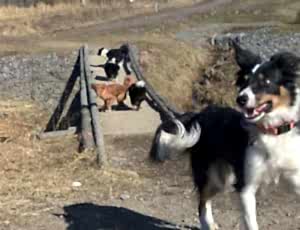 Тренировка поисково-спасательного отряда «Отклик»