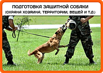 Подготовка защитной собаки