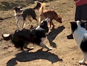 Тренировка поисково-спасательного отряда «Отклик»