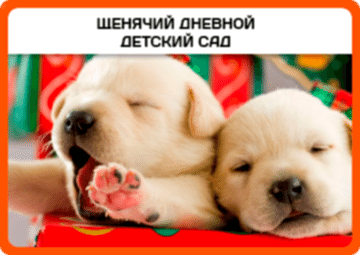 Щенячий дневной детский сад