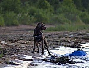 Летний лагерь 2017