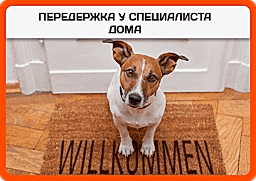 Передержка у специалиста дома
