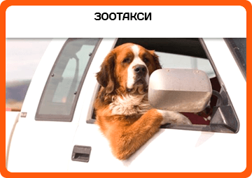 Зоотакси