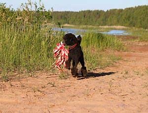 Летний лагерь 2017