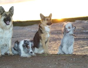 Летний лагерь 2017