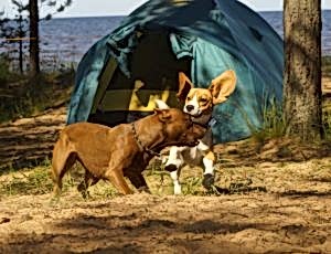 Летний лагерь 2017