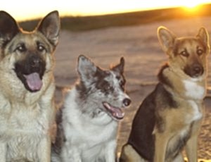 Летний лагерь 2017