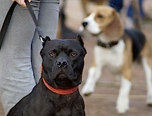 Летний лагерь 2017