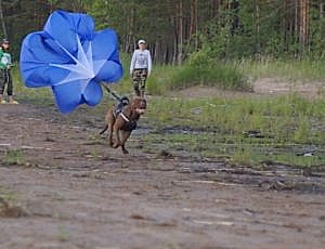 Летний лагерь 2017