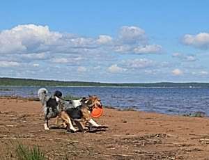 Летний лагерь 2017