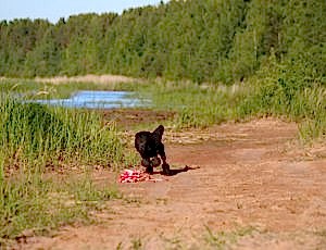 Летний лагерь 2017