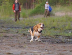 Летний лагерь 2017