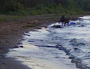 Летний лагерь 2017