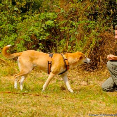 Основные правила при обучении команде: «Ко мне».