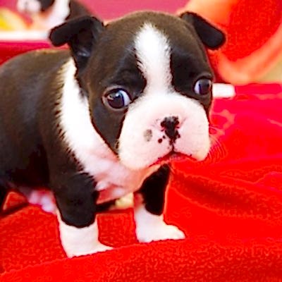 Советы по дрессировке щенка