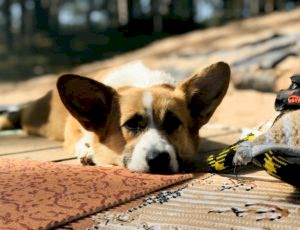 Летний лагерь 2018 - Фотоотчёт