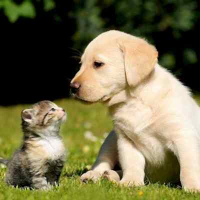 Социализация щенка. Список.