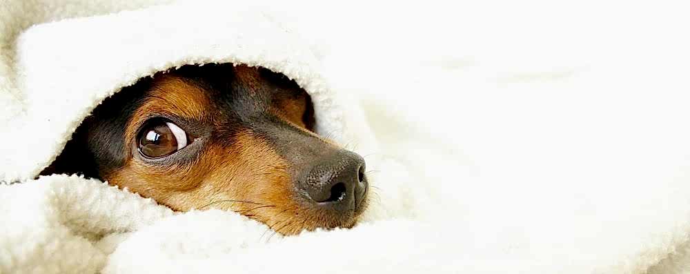 Щенячий дневной детский сад