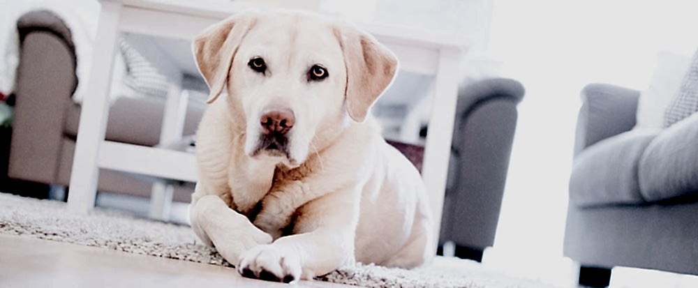 Передержка у специалиста дома