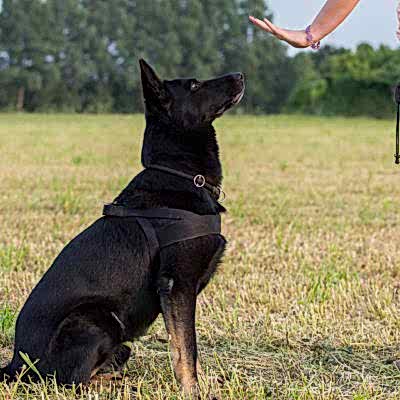 Дрессировка собак по методу «Делай как я».