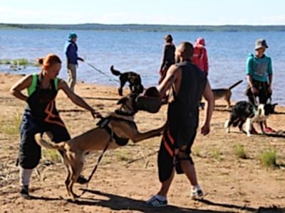 Летний кинологический лагерь 2021