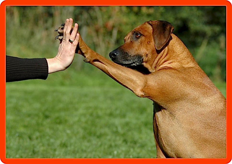 Курсы кинологов