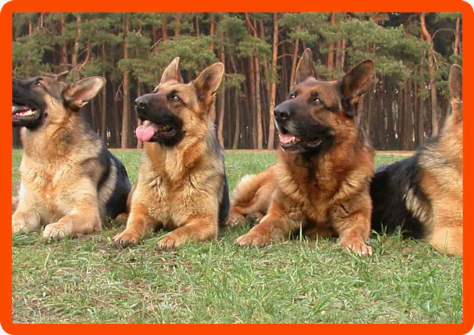 Групповые занятия по послушанию