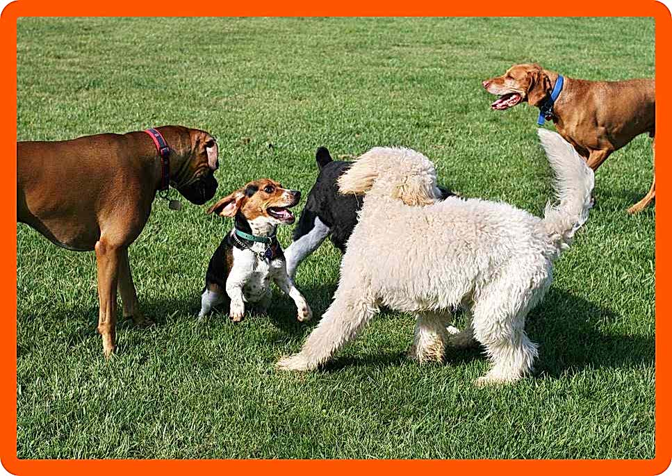 Социализация